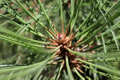 Pinus ponderosa - borovice těžká - jehlice detail